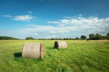 Two circles of hay on a green meadow, horizon and white clouds on the sky
