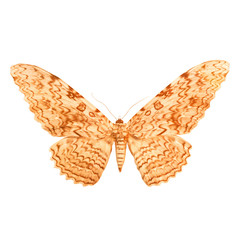 Painted butterfly on a white background. Butterfly for design.