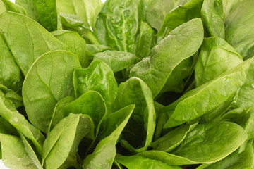 Fresh green spinach leaves with waterdrops