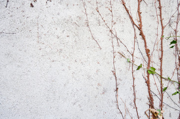 Obraz premium Vines growing on wall