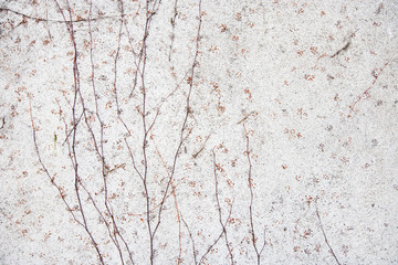 Obraz premium Vines growing on wall