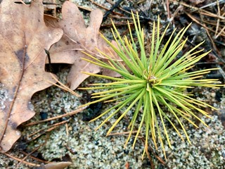 Small green sprout of coniferous tree, closeup. A young stalk of pine in the forest.