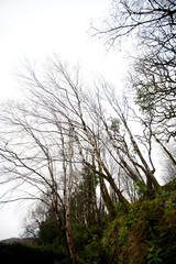 Looking up to trees in Killarney National Park