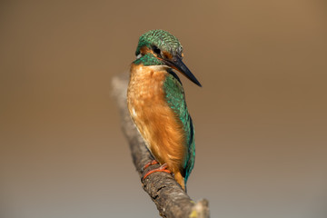 Kingfisher on Perch