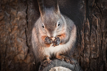 cute and funny squirrel adventures in the forest