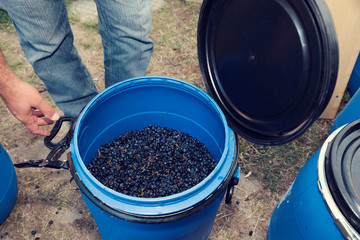 Worker close blue container full of grapes during the domestic wine-making process. Selective focus