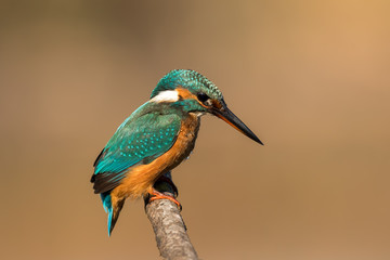 Kingfisher Perched on Branch