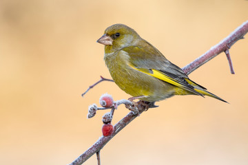 European male goldfinch (chloris chloris), sitting on a branch on a homogeneous blurred background.