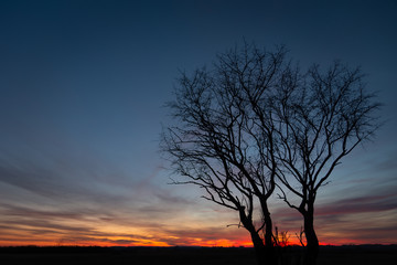 Black silhouettes of trees without leaves against the colorful sky after sunset in Zarzecze, Poland