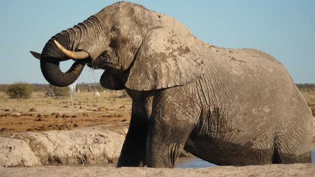 Large Male Elephant drinks water with trunk while standing belly deep in waterhole on a winter day in Africa. Clear blue sky above in Nxai Pan National Park, Botswana