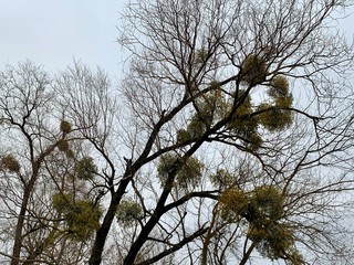Background texture: tree branches against the sky. Round growths on the branches of trees.