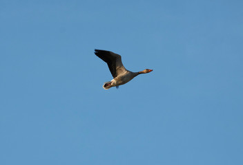 wild goose flying against the blue sky