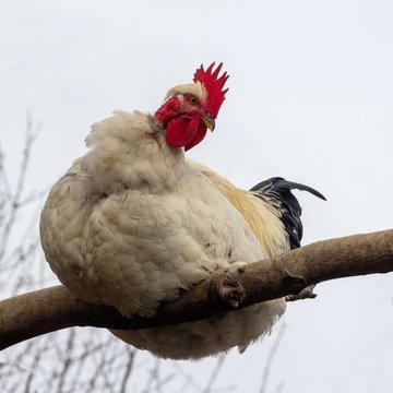 big white cock sitting on a tree branch