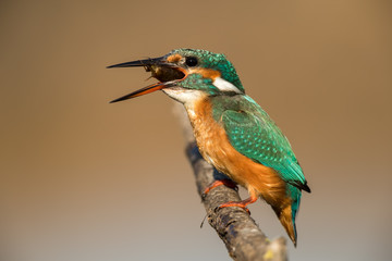 Kingfisher Eating Prawn