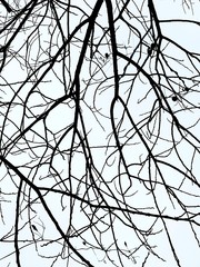 Background texture: tree branches against the sky. Old tree with branches without leaves.