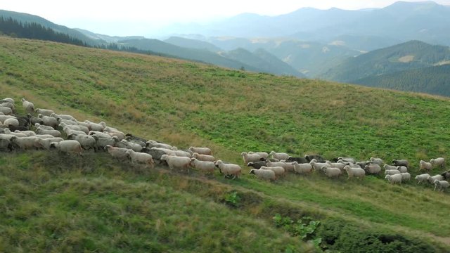 Herd of sheep walking on mountains pasture. Flock of sheeps on green mountains meadow. Agriculture industry, farming concept.