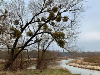 Background texture: tree branches against the sky. Round growths on the branches of trees.