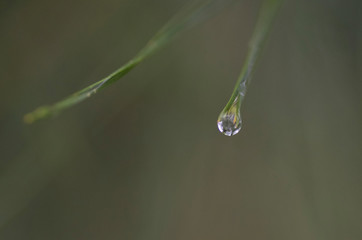dew on grass