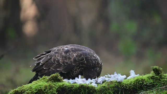 Common buzzard sitting on the forest meadow and pluck a woodpigeon, winter, (buteo buteo), germany