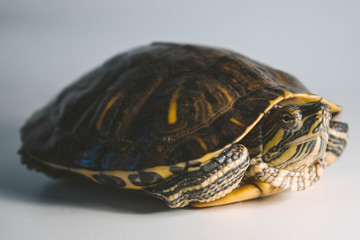 Obraz premium turtle on white background