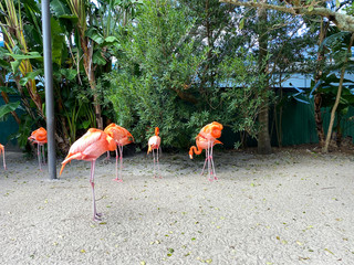 Pink and orange flamingos napping and walking around in a pen