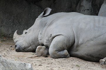 Fototapeta premium rhinoceros in zoo