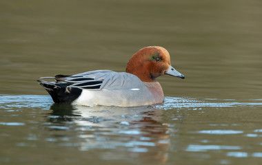 Wigeon Male Swimming