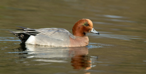 Wigeon Male Swimming