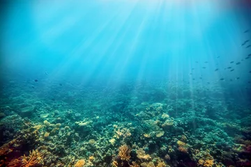 Foto op Aluminium Onderwater koraalrif aan de rode zee © vovan
