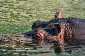 Close up of floating common hippopotamus / hippo (Hippopotamus amphibius) in lake