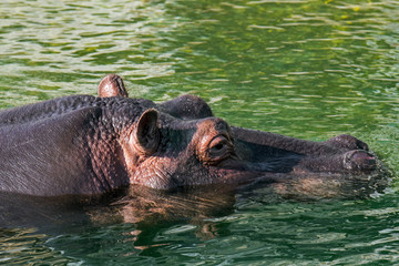 Submerged common hippopotamus / hippo surfacing to breathe through exposed nostrils in water of river