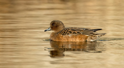 Wigeon Female Swimming