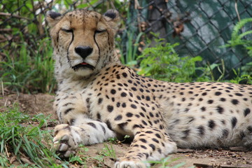 cheetah in grass