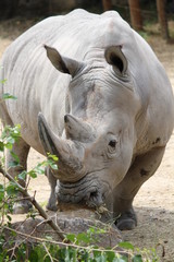 Naklejka premium Beautiful Rhino