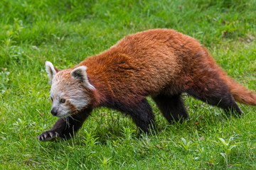Red panda / lesser panda (Ailurus fulgens) walking in grassland, native to the eastern Himalayas...