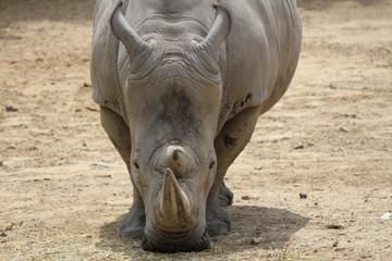 rhinoceros in zoo