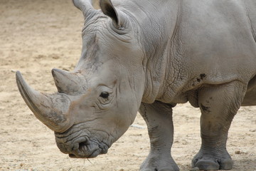 Fototapeta premium Beautiful Rhino