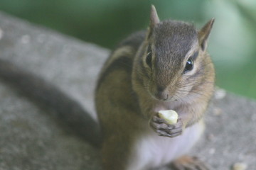 Chipmunk eating nut