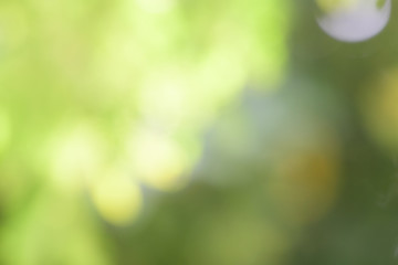 Fototapeta premium blur background in the garden