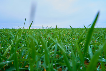 grass