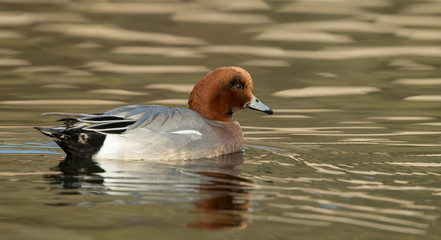 Wigeon Male Swimming