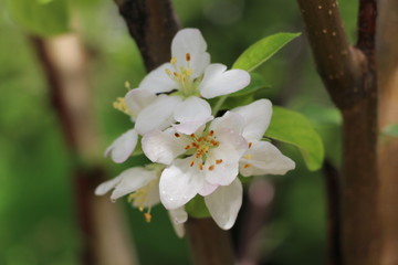 blooming apple tree