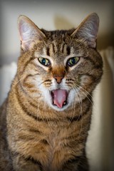 portrait of a gray cat with open mouth