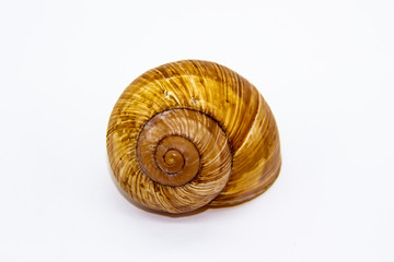 Empty shell of a snail against white background. Snail shell isolated on white