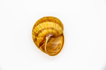 Empty shell of a snail against white background. Snail shell isolated on white
