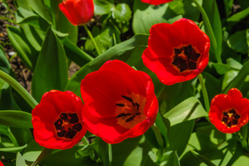 Spring flowers - red tulips. Nice variety.