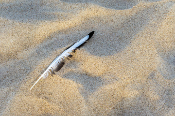 Feather on textured sand background of dunes on beach near sea