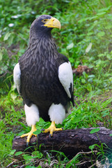 View of a Steller’s Sea-Eagle bird (Haliaeetus pelagicus)