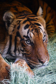 Head Of A Malayan Tiger (panthera Tigris Jacksoni)