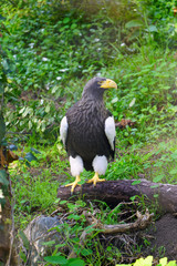 View of a Steller’s Sea-Eagle bird (Haliaeetus pelagicus)